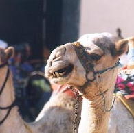 camel.jpg