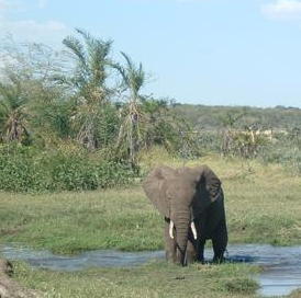 elephant.jpg