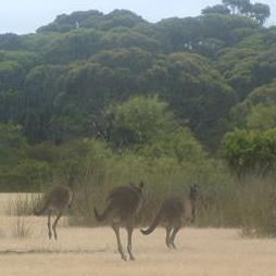 kangaroos.jpg