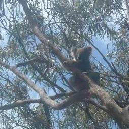 koala.jpg