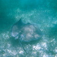 ray.jpg