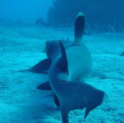 shark.jpg