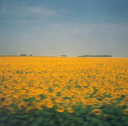 sunflowers.jpg