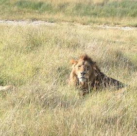 tanzanianlion.jpg